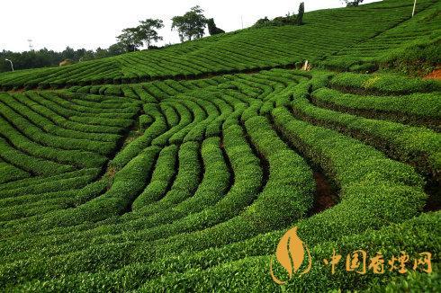 秋茶和春茶的區(qū)別 秋茶和春茶哪個(gè)好喝