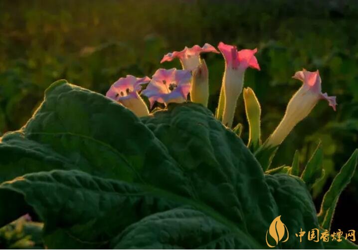 煙草花花語是什么，煙草花什么時候開花