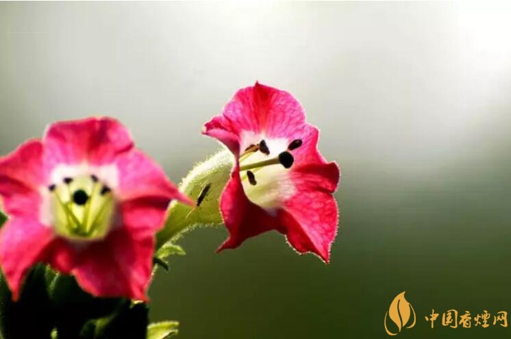 煙草花花語是什么，煙草花什么時候開花